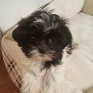 Meet your Posher, Suzanne